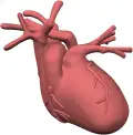 Heart model