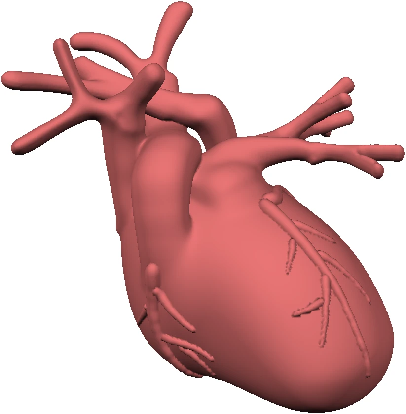 Heart model